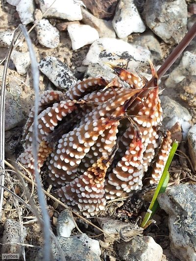 Tulista minor, photographed by Chris Vynbos
