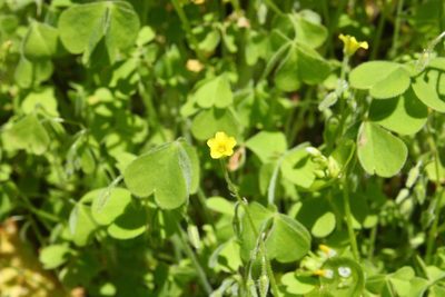Oxalis laxa, photographed by Scott Loarie