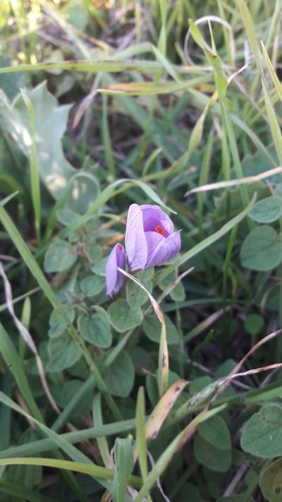 Crocus longiflorus, photographed by Leonardo Ancillotto