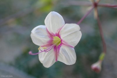 Boerhavia brandegeei, photographed by Ken-ichi Ueda