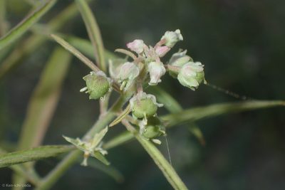Hybanthus fruticulosus, photographed by Ken-ichi Ueda