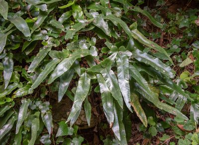 Asplenium sagittatum, photographed by Don Loarie