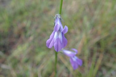 Lobelia glandulosa, photographed by Valerie Anderson
