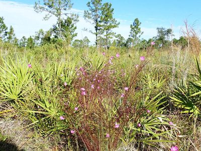 Agalinis filifolia, photographed by Valerie Anderson