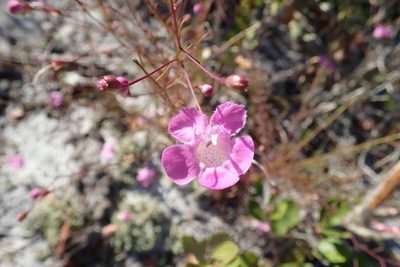 Agalinis filifolia, photographed by Valerie Anderson