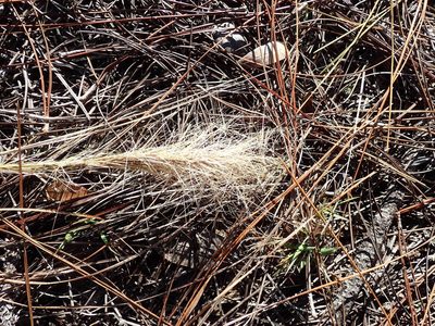 Aristida spiciformis, photographed by Valerie Anderson