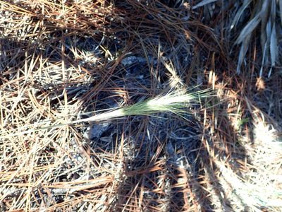 Aristida spiciformis, photographed by Valerie Anderson
