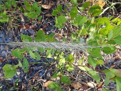 Aristida spiciformis, photographed by Valerie Anderson