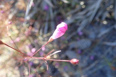 Agalinis filifolia, photographed by Valerie Anderson