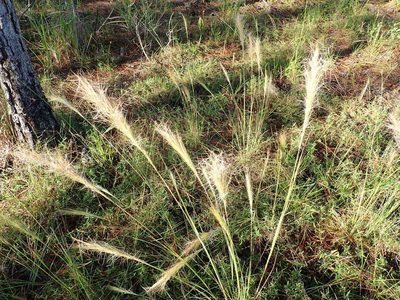 Aristida spiciformis, photographed by Valerie Anderson