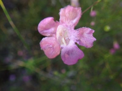 Agalinis filifolia, photographed by Valerie Anderson