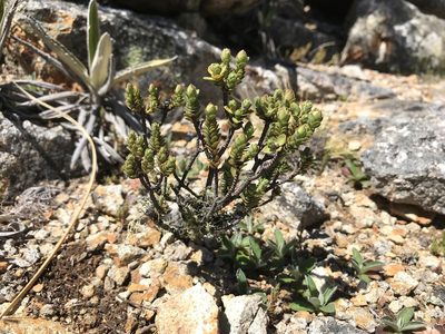 Pimelea traversii, photographed by Pieter Pelser