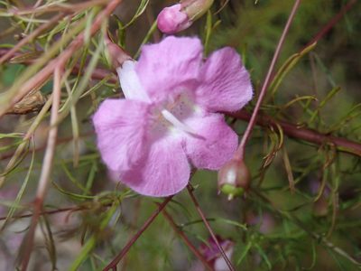 Agalinis filifolia, photographed by Valerie Anderson