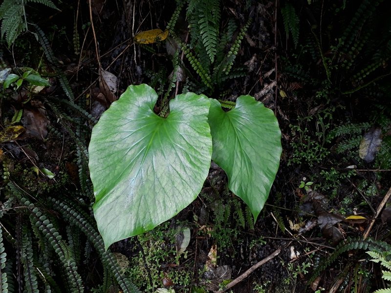 Cardiocrinum giganteum, photographed by Leon Perrie