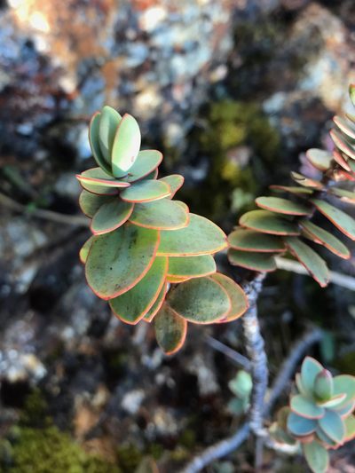 Veronica amplexicaulis, photographed by Pieter Pelser