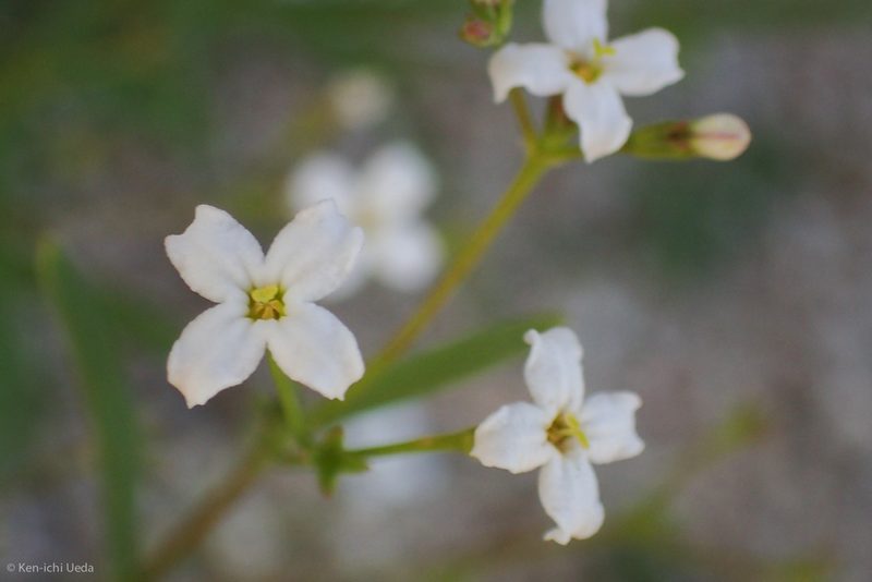 Stenotis arenaria, photographed by Ken-ichi Ueda