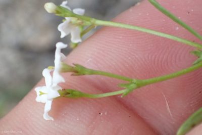 Stenotis arenaria, photographed by Ken-ichi Ueda