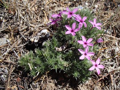 Phlox douglasii, photographed by Tom Wainwright