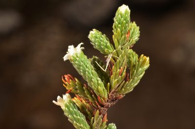 Kelleria villosa, photographed by Pieter Pelser
