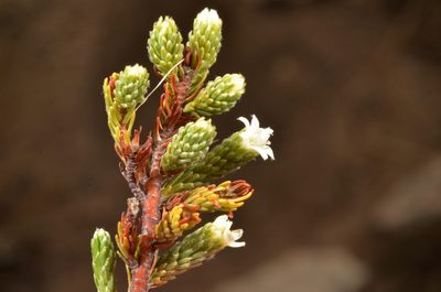 Kelleria villosa, photographed by Pieter Pelser