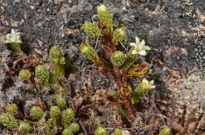 Kelleria villosa, photographed by Pieter Pelser