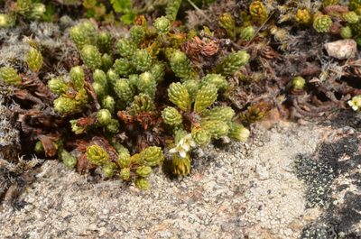 Kelleria villosa, photographed by Pieter Pelser