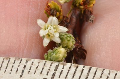 Kelleria villosa, photographed by Pieter Pelser