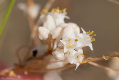 Cuscuta tuberculata, photographed by Ken-ichi Ueda
