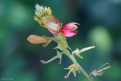Indigofera fruticosa, photographed by Ken-ichi Ueda
