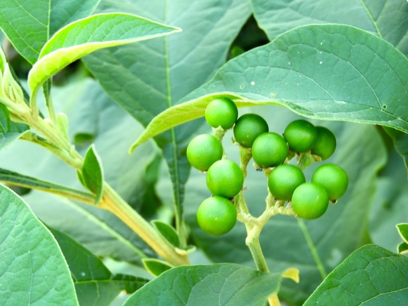 Solanum hazenii, photographed by Francisco Farriols Sarabia