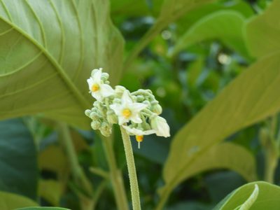 Solanum hazenii, photographed by Francisco Farriols Sarabia