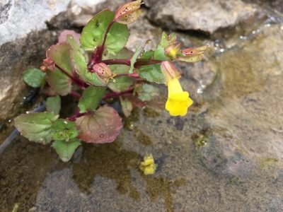 Erythranthe inamoena, photographed by Paul Baldon