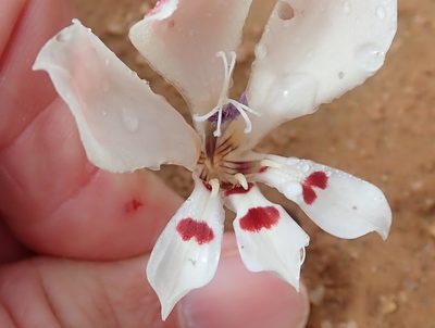 Lapeirousia fabricii, photographed by Peter Warren