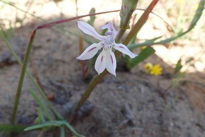 Lapeirousia divaricata, photographed by Peter Warren