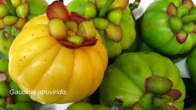 Garcinia atroviridis, photographed by Ong Jyh Seng