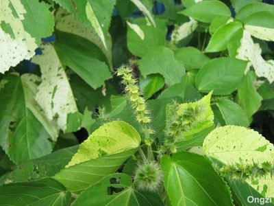 Acalypha wilkesiana, photographed by Ong Jyh Seng
