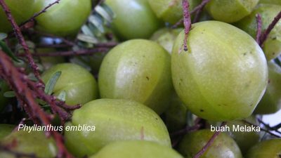 Phyllanthus emblica, photographed by Ong Jyh Seng