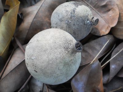Khaya senegalensis, photographed by Ong Jyh Seng