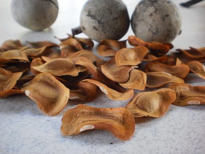 Khaya senegalensis, photographed by Ong Jyh Seng