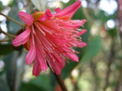 Rhodoleia championii, photographed by Ong Jyh Seng