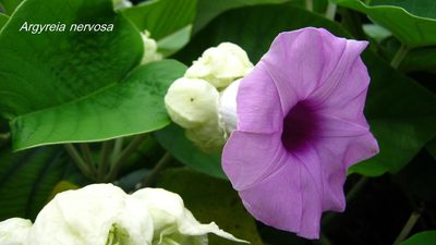 Argyreia nervosa, photographed by Ong Jyh Seng