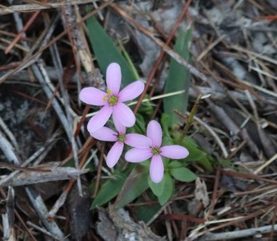 Sabatia brachiata, photographed by Lauren McLaurin