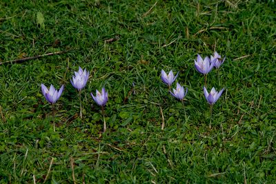 Crocus ibrahimii, photographed by katunchik