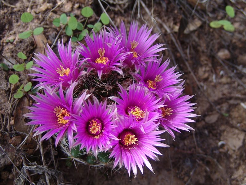 Cochemiea wrightii, photographed by Gordon C. Snelling