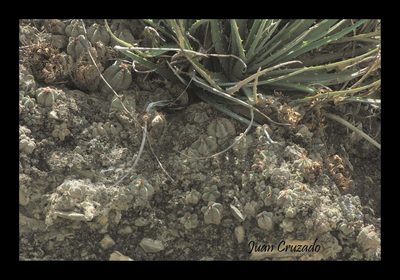 Aztekium valdezii, photographed by Juan Cruzado Cortés