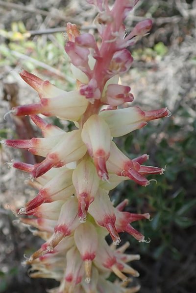 Lachenalia ventricosa, photographed by Peter Warren