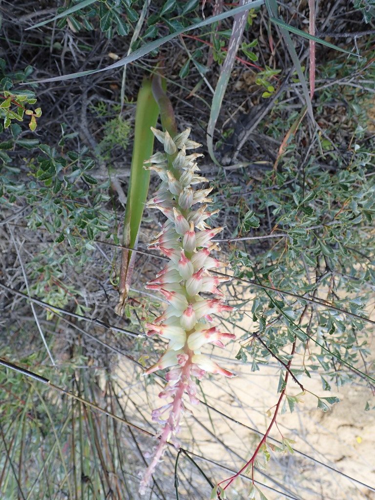 Lachenalia ventricosa, photographed by Peter Warren