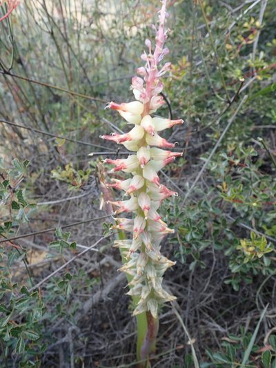 Lachenalia ventricosa, photographed by Peter Warren