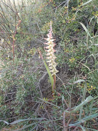 Lachenalia ventricosa, photographed by Peter Warren