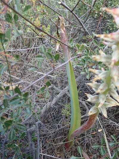 Lachenalia ventricosa, photographed by Peter Warren